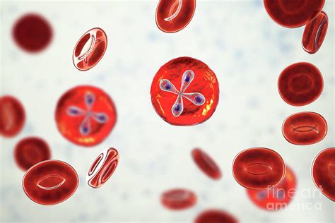  Babesia: Ein Parasit mit ungeahnten Möglichkeiten!