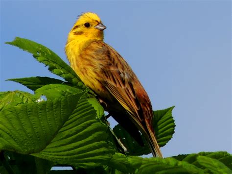  Goldammer: Ein Vogel mit leuchtenden Farben und einem Gesang so süß wie Honigkuchen!