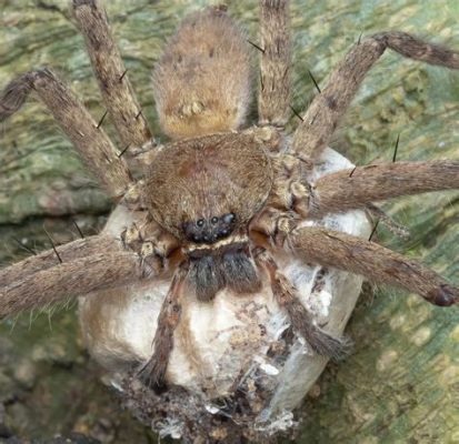  Huntsman Spider: A Master of Stealth with Eight Agile Legs and a Voracious Appetite!