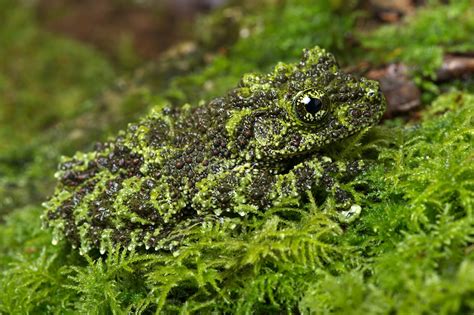  Kiemenmolch: Ein Meister der Tarnung und Amphibien-Akrobat im Wasser!