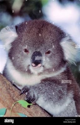 Koala! Ein kuscheliger Baumbewohner mit einem unbändigen Appetit auf Eukalyptusblätter!