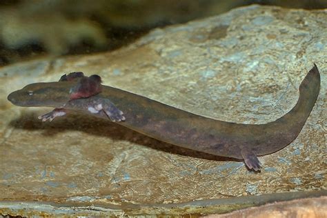  Mudpuppy: Ein faszinierender Allesfresser mit einem Hang zum Schatten!