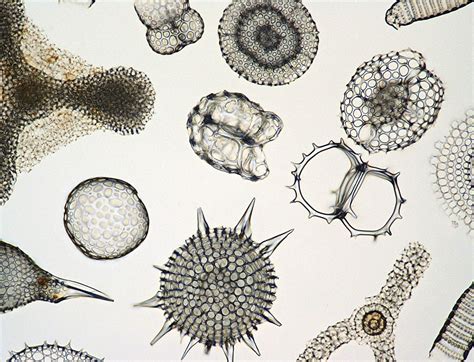  Radiolarien! Diese Mikroskopischen Meisterarchitekten Erschaffen Eine Welt Aus Glas