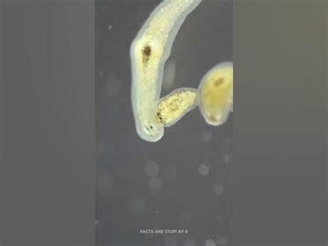  Webworm: This Flatworm Masterfully Navigates Its Microscopic World Through Remarkable Sensory Abilities!