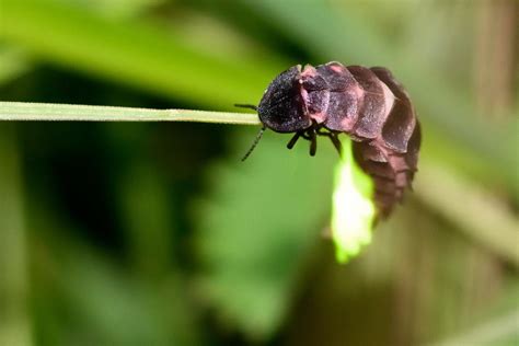  Blaue Glühwürmchen! Ein faszinierendes Insekt mit leuchtenden Hinterleib und nächtlichem Tanz im Wald