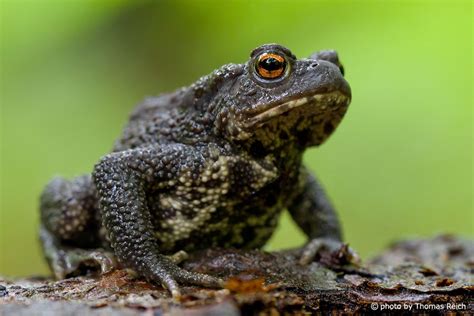  Erdkröte: Ein faszinierendes Amphibien-Wunder mit einer Vorliebe für feuchte Höhlen und köstliche Insekten!