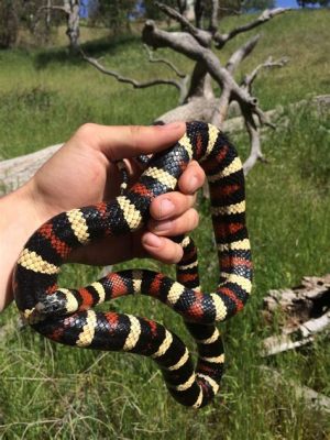 Kingsnake! Diese faszinierenden Schlangen sind bekannt für ihre schlanke Gestalt und ihre spektakulären Muster, die sie zu den wahren Juwelen der Reptilienwelt machen.