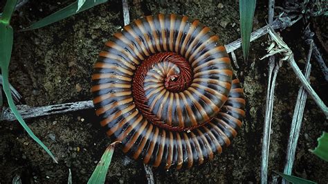  Kiwi Millipede: Erkunde die faszinierende Welt des vielbeinigen Regenwaldbewohners mit einer Vorliebe für zersetzte Blätter!