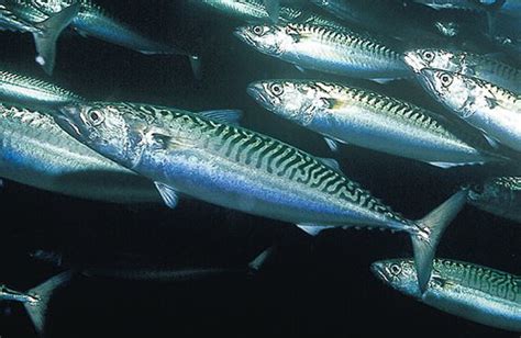 Makrele! Ein faszinierender Silberfisch mit blitzschnellem Reflex und geschmeidigem Körperbau!