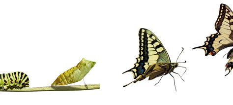  Mariposa! Ein Schmetterling mit vielen Gesichtern – eine Reise durch die faszinierende Welt der Metamorphose