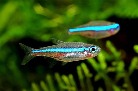 NeonTetra! Ein bunter Kleinfisch mit einer großen Persönlichkeit – perfekt für das Aquarienhobby