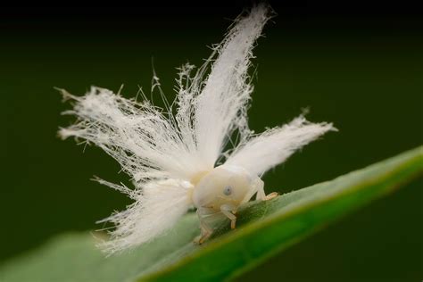  Planthopper: Ein faszinierender Meister der Tarnung mit einem unbezwingbaren Durst nach Pflanzenfasern!