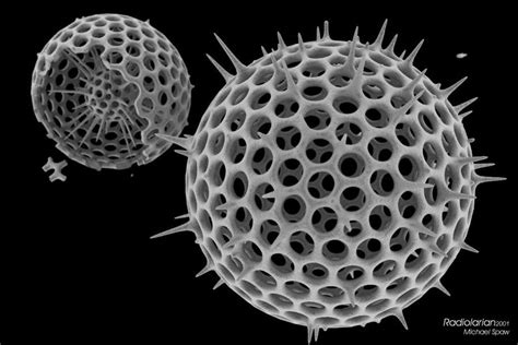  Radiolarians! Ein mikroskopischer Blick auf die komplexen Skelette dieser faszinierenden einzelligen Organismen