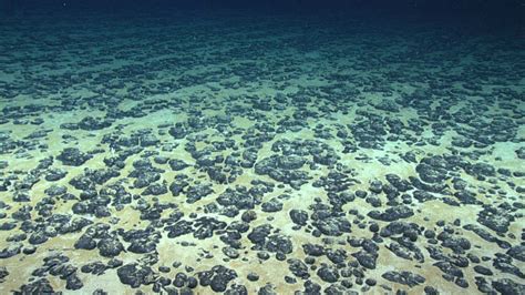  Xenophyophorea! Ein Meister der Tarnung und der langsamen Lebensweise im Tiefsee-Sediment